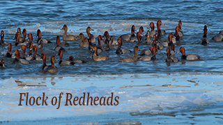 Flock of Redheads
