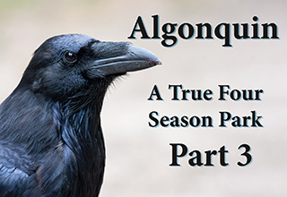 Algonquin Part 3