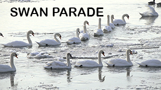 Swan Parade