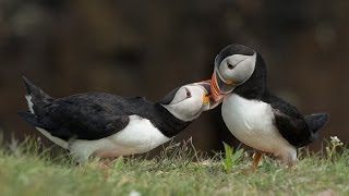 Waltz of the Puffins