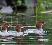 Kathy's Bird Pictures