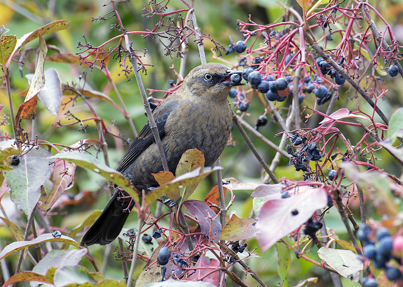 Algonquin Park Wild Bird - The Friends of Algonquin Park