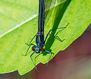 Damselfly