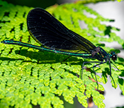 Damselfly