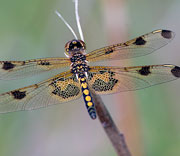 Dragonfly
