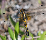 Dragonfly
