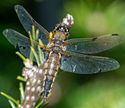 Dragonfly
