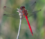 Dragonfly
