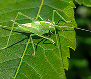 Katydid