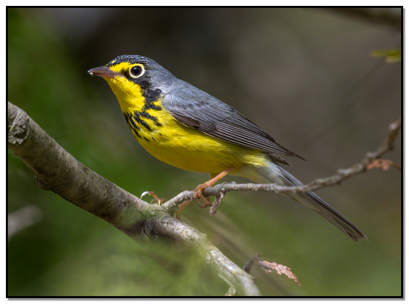 Wilson's Warblera