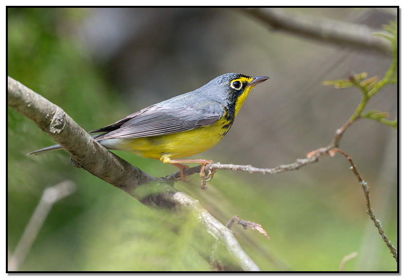 Wilson's Warblera