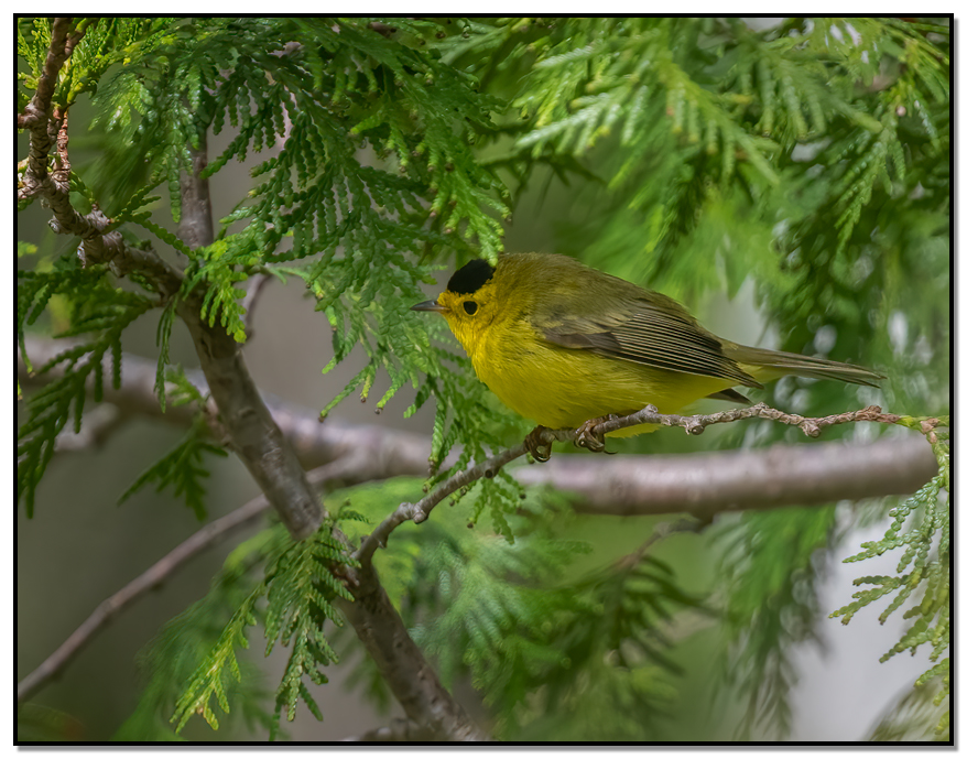 Wilson's Warbler side profile