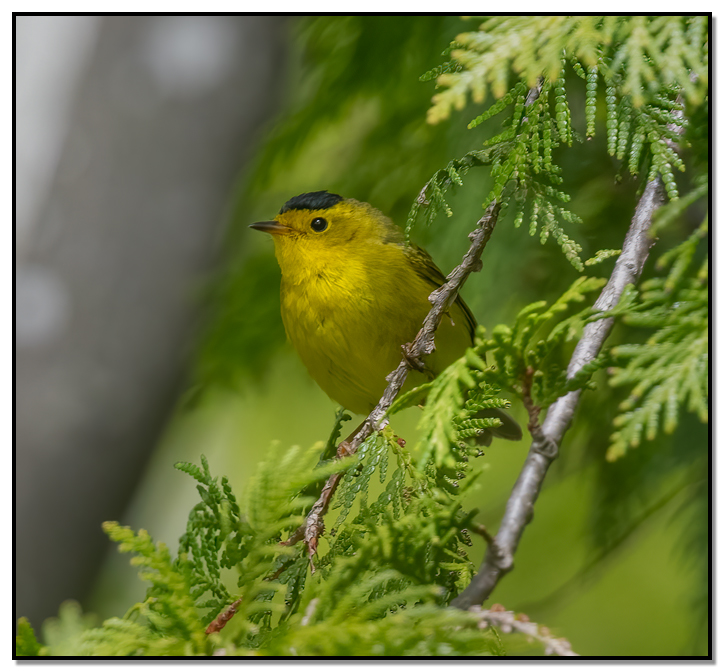 Wilson's Warbler perched in a branch