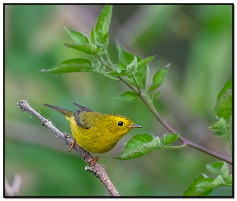 Wilson's Warbler 
