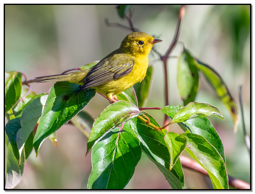 Wilson's Warbler