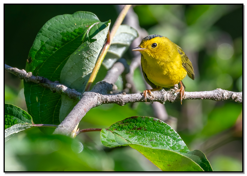 Wilson's Warbler