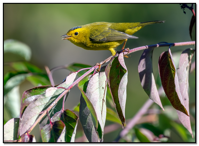 Wilson's Warbler
